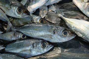 fresh fish on ice at market