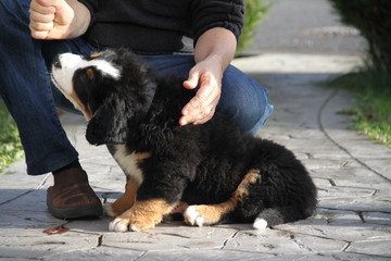 Chiot Bouvier Bernois