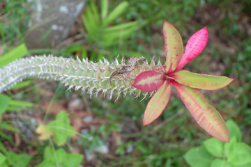 flower in the garden
