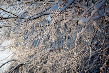 Winter wonderland: Tree branches covered with snow