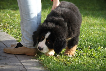 Fototapeta premium Chiot Bouvier Bernois