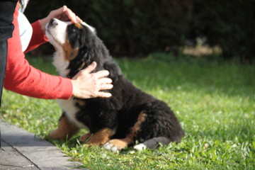 Chiot Bouvier Bernois