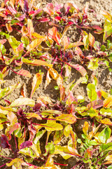 Beets grow in summer beds in the garden