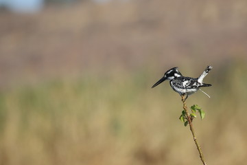 Pied Kingfish on the Okavango