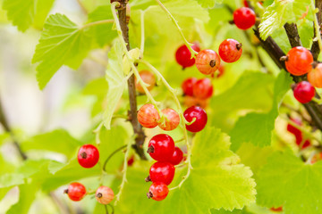 Red currant berries hang on a Bush in summer