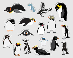 Penguin Set Various Kind Identify Cartoon Vector