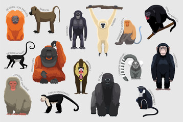 Primate Monkey Set Various Kind Identify Cartoon Vector © bullet_chained