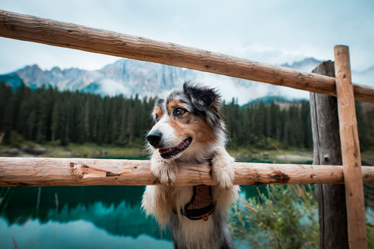 Aussie by the lake