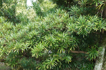 Dacrycarpus dacrydioides evergreen conifer. the plant is Widely distributed throughout New Zealand