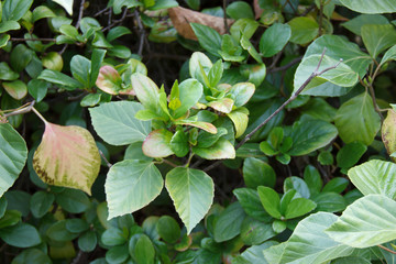 leaves of Viburnum japonicum in daylight. The plant is distributed on Sakhalin, the Kuril Islands, Japan and Korea.