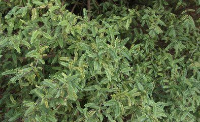 Osteomeles schwerinae deciduous or evergreen shrub with arcuate branches from Southwestern China.