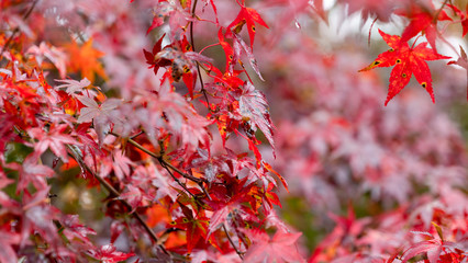 Copy space of Red leaves in autumn,Red maple foliage