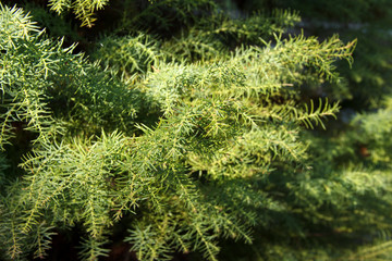 Cryptomeria japonica is an evergreen tree of the cypress family.The plant is also called Japanese cedar. It is considered the national tree of Japan
