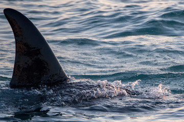 orca killer whale in mediterranean sea at sunset coming from Iceland