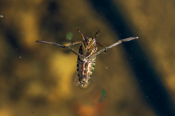 Water Boatman fly upside down on the surface of a pond