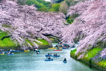 Fototapeten Lila Cherry blossoms at Chidorigafuchi park in Tokyo, Japan.  © tawatchai1990