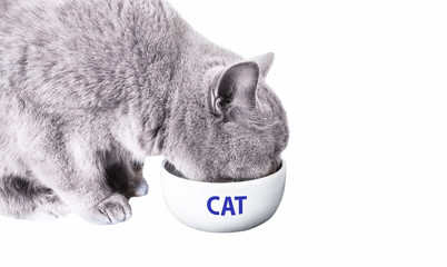 British cat and food cup