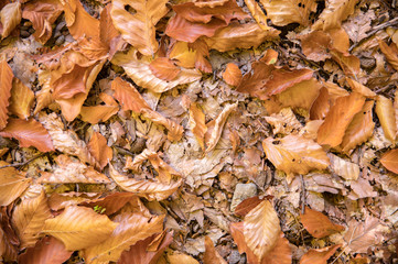 Abstract background of yellow autumn oak leaves lie curled up on the ground. Soft focus real forest. Habitat foliage