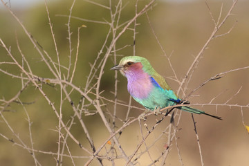 Lilac Breasted Roller, Botswana