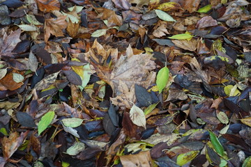 Various shapes and colors autumn leaves on the ground