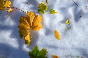 Winter autumn background top view of various fallen yellow leaves in fresh snow. Glade covered with...