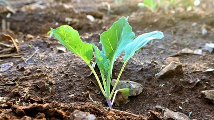 5 weeks old turnip seedlings