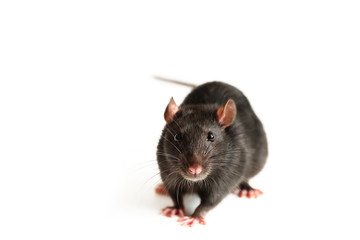 dark rat look forward, isolated on a white background