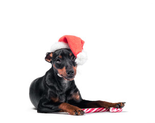 young miniature pinscher puppy in a red Christmas hat with a candy cane