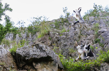 Feral Goats in Cheddar Gorge in Sommerset, UK.  The goats were introduced for conservation. 