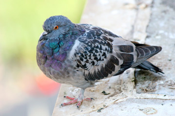 pigeon in the park