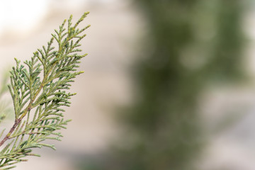 Closeup photo of green needle pine tree. Christmas decoration background. Blurred pine needles