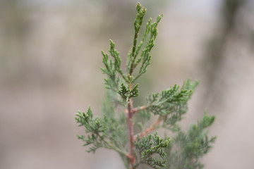 Closeup photo of green needle pine tree. Christmas decoration background. Blurred pine needles