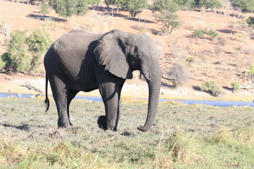 Obraz premium Elephants, Botswana