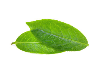 Fototapeta na wymiar leaves Fresh green tea with drops of water isolated on white background.