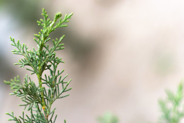 Closeup photo of green needle pine tree. Christmas decoration background. Blurred pine needles