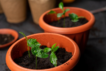 Seedlings in pots on the table. Background image. Copy space.