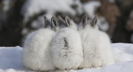 three little white rabbit in the snow in winter