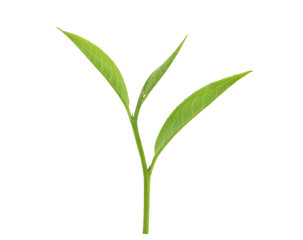 Green tea leaf isolated on white background