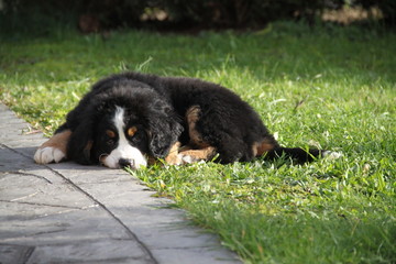 Fototapeta premium Chiot Bouvier Bernois