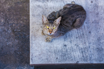 One of the many street cats in the Cihangir district of Beyoglu, Istanbul, Turkey