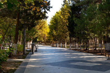 Fototapeta premium Pedestrian path and sun rays through pine trees taken. Evergreen pines beautiful background scenery