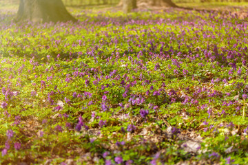 Spring natural background. Blooming forest meadow of Violet flowers.