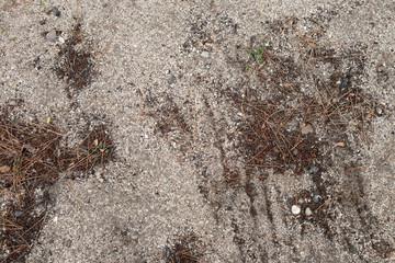 Brown soil texture .Cones on the ground. Beautiful background with pine. Fallen autumn cones.