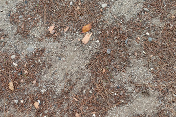 Brown soil texture .Cones on the ground. Beautiful background with pine. Fallen autumn cones.
