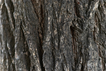 texture of bark wood use as natural background