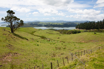 Fototapeta na wymiar Coromandel New Zealand. North Island. Landscapes.