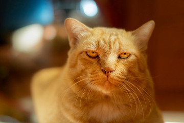 The orange cat looked at the camera.