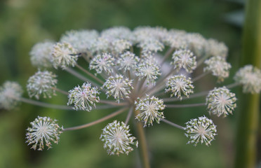 Closeview of white flowers on green background