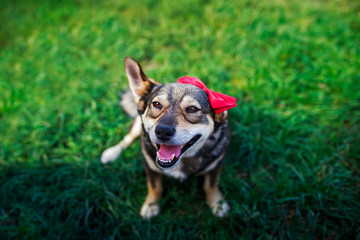 Naklejka na ściany i meble portrait top view of cute brown eared dog with red a bow on his head sits on the green grass in the summer garden and smiles