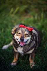 portrait top view of cute brown dog with red bow on he sits on the green grass in the summer garden and smiles with his eyes closed